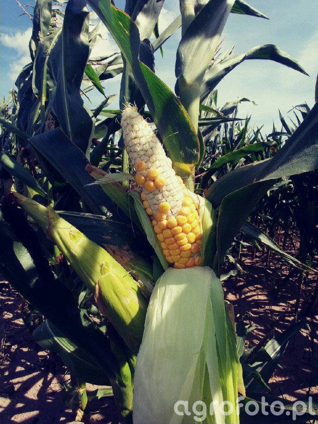 Kukurydza Zdj Cie Fotka Foto Numer Galeria Rolnicza Agrofoto