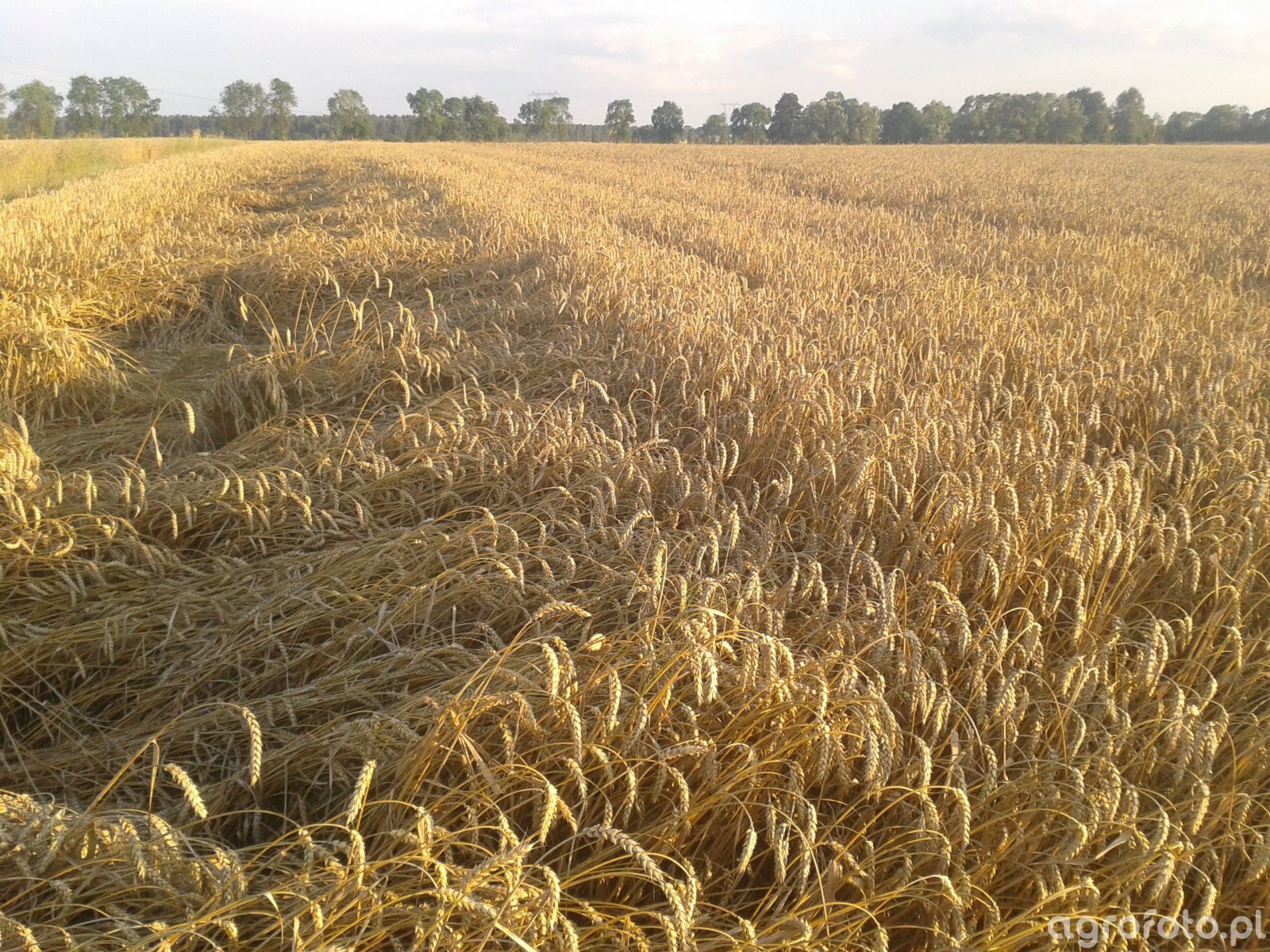 Pszenica zdjęcie fotka foto numer 517102 Galeria rolnicza agrofoto