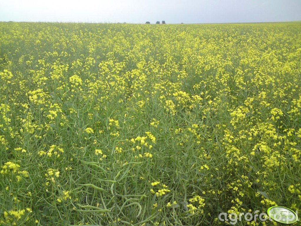 Rzepak Zdj Cie Fotka Foto Numer Galeria Rolnicza Agrofoto