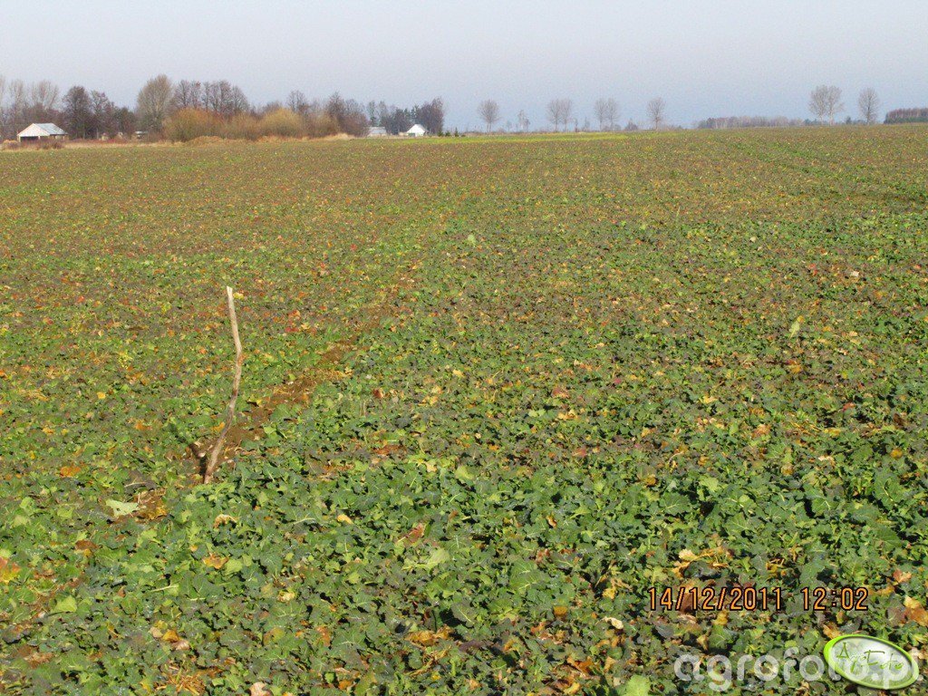 Rzepak Obrazek Fotka Zdjecie Photo Galeria Rolnicza Agrofoto