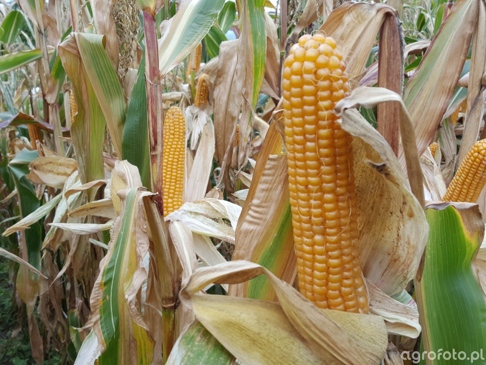 Kukurydza Zdj Cie Fotka Foto Numer Galeria Rolnicza Agrofoto