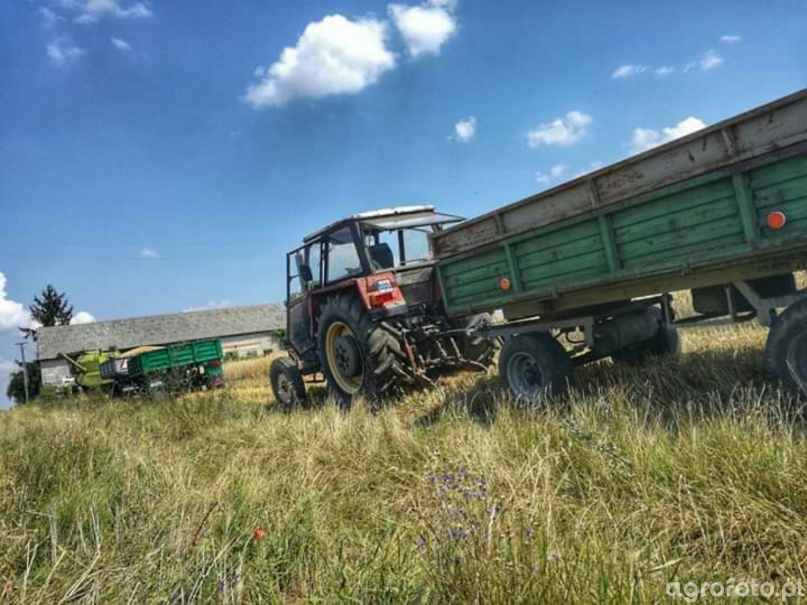 Ursus Obrazek Fotka Zdjecie Photo Galeria Rolnicza Agrofoto