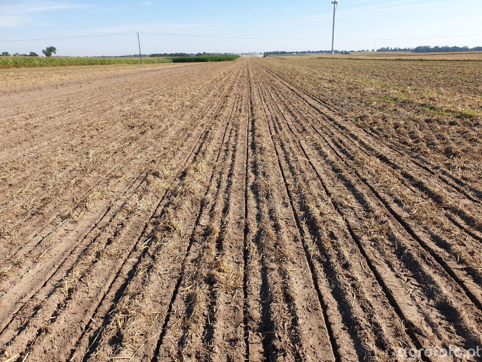 Siew rzepaku w technologii strip till zdjęcie fotka foto numer