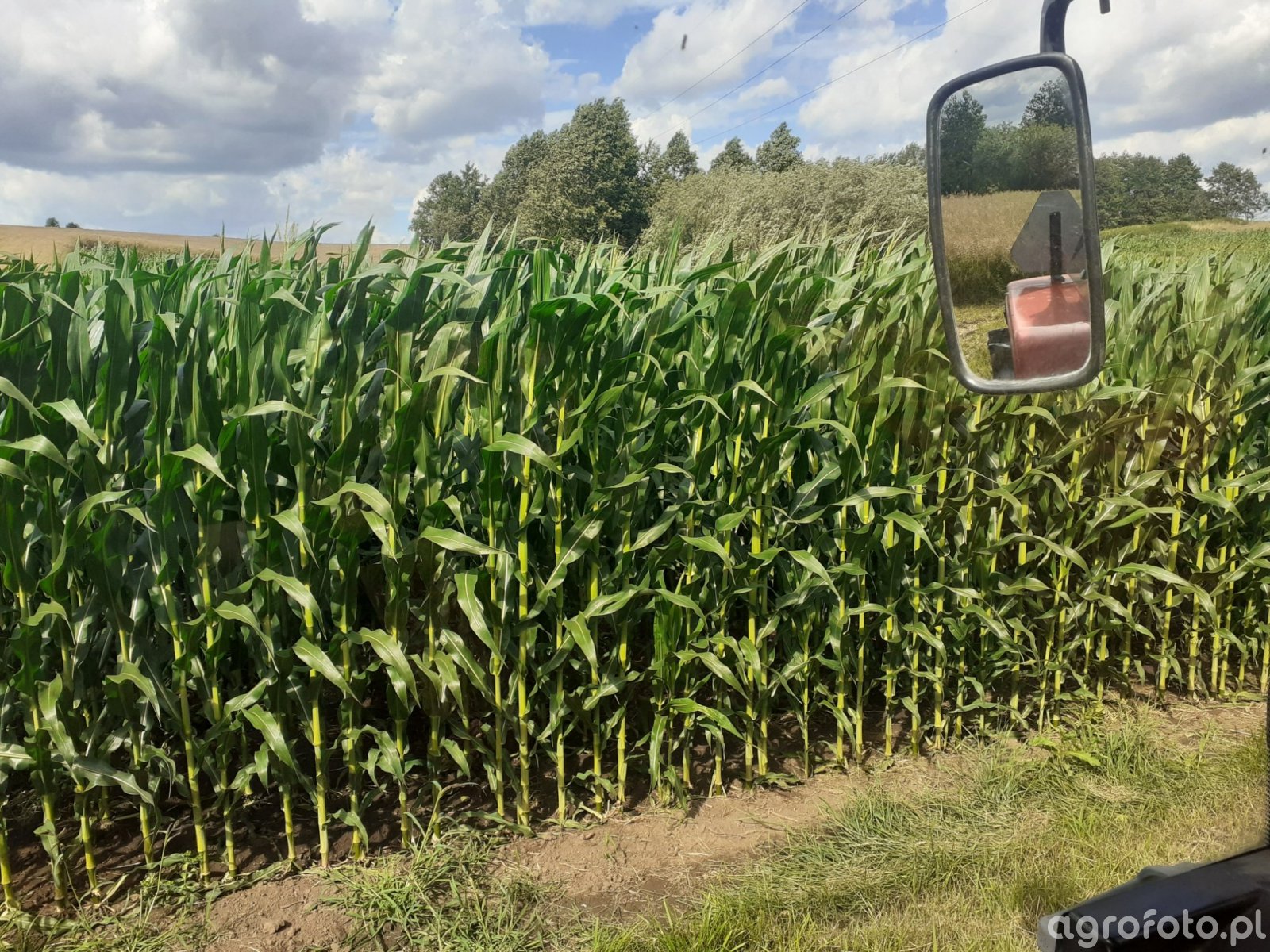 Kukurydza Zdj Cie Fotka Foto Numer Galeria Rolnicza Agrofoto