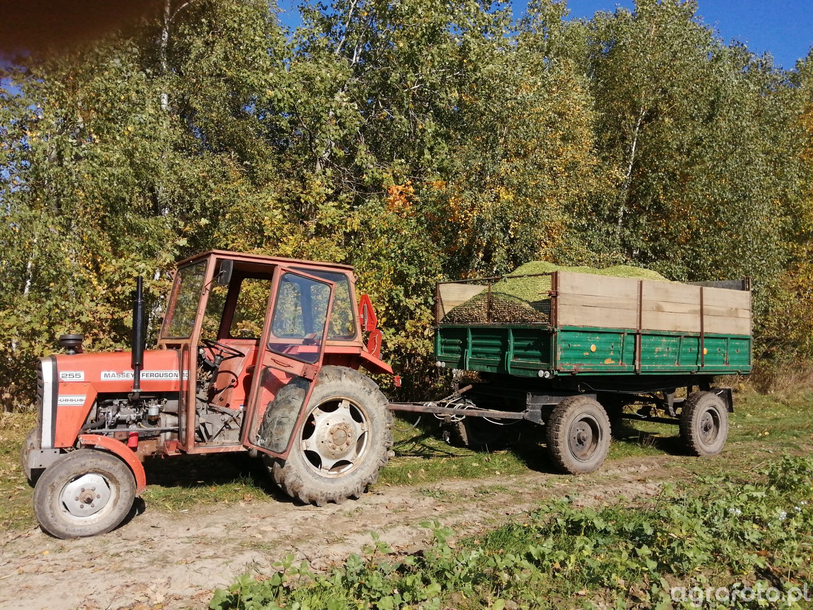 Foto Traktor Massey Ferguson 255 821809 Galeria Rolnicza Agrofoto