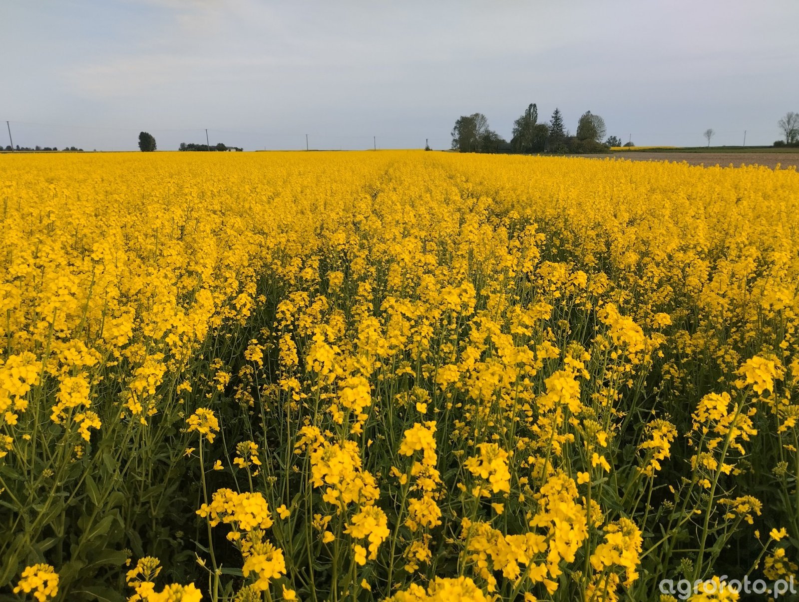 Rzepak ozimy SY Ilona zdjęcie fotka foto numer 826827 Galeria