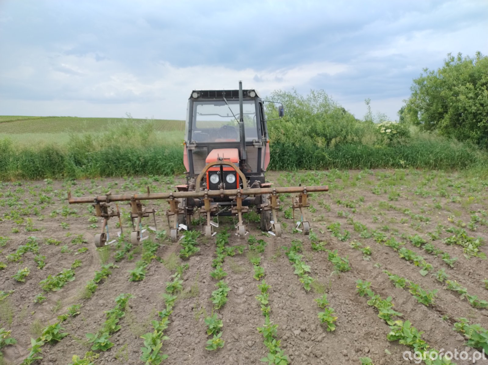 Fotografia Traktor Zetor 5211 I Wielorak Na Przedni Tuz 827552