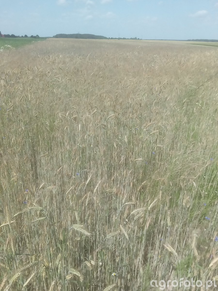 Pszenżyto zdjęcie fotka foto numer 828253 Galeria rolnicza agrofoto