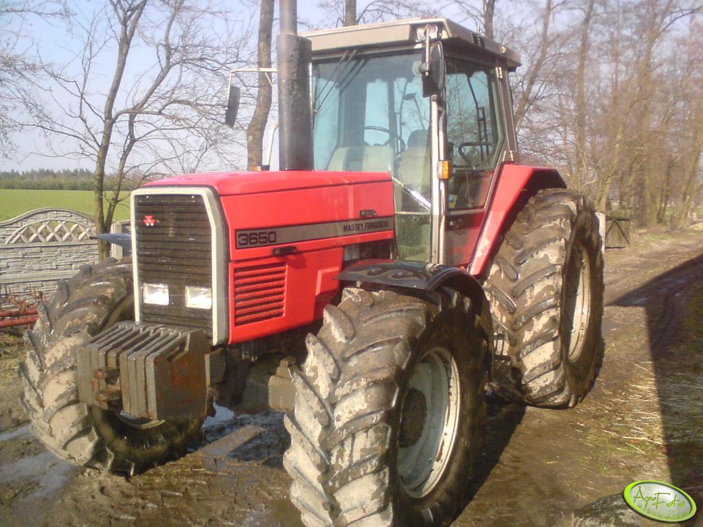 Foto traktor MF 3650 id128802 Galeria rolnicza agrofoto