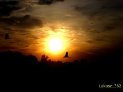 Zniwa 2014 i polski symbol