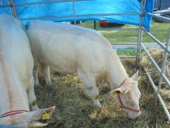 Międzynarodowe Dni z Doradztwem Rolniczym w Siedlcach 2016