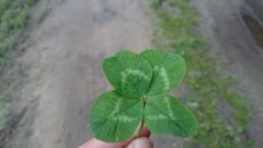 Czterolistna koniczyna