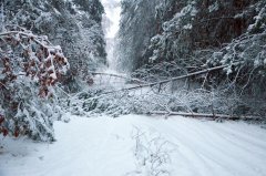 Zimowa droga przez las