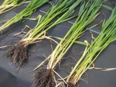 Pszenica ozima BAMBERKA