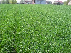 Pszenica ozima BAMBERKA/RYWALKA