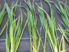 Pszenica ozima BAMBERKA/RYWALKA