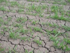 Pszenica ozima RYWALKA