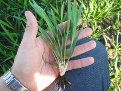 Pszenica ozima RYWALKA