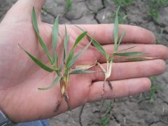 Pszenica ozima RYWALKA