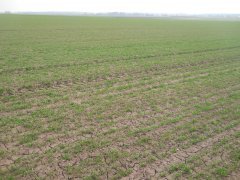 Pszenica ozima RYWALKA