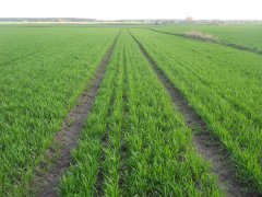 Pszenica ozima RYWALKA