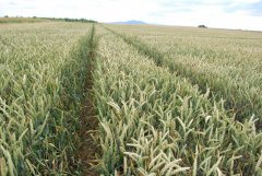 Pszenica ozima Sailor