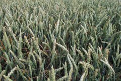 Pszenica ozima Sailor