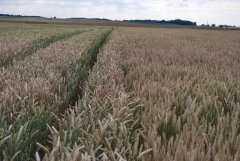 Pszenica ozima Sailor/Loft