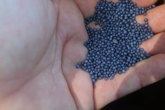 Nasiona DEMO - nasze poletka pokazowe RAPOOL