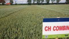 Pszenica oścista ozima CH Combin