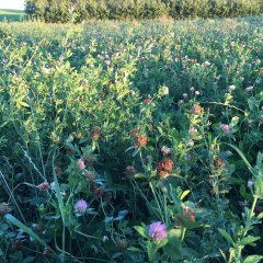 Mieszanka motylkowych COUNTRY 2057 (DSV)