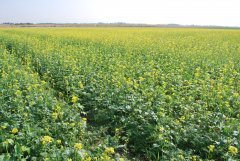 Poplon ścierniskowy