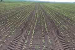 Rzepak ozimy 2016/17