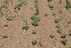 Rzepak ozimy 2016/17