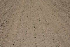 Rzepak ozimy 2016/2017