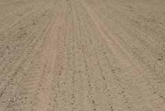 Rzepak ozimy 2016/2017