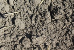 Wysiew nawozu   testujemy nawóz FERTIL