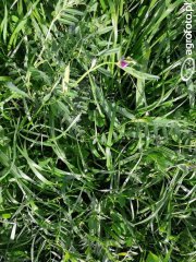 BG-13 Milkway Poplon