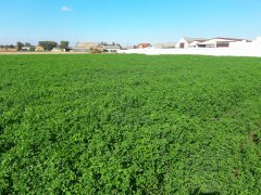 Barenbrug - lucerna otoczkowana Yellow Jacket
