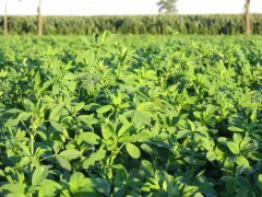 Barenbrug Lucerna Yellow Jacket