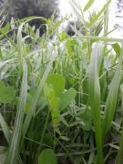 Barenbrug - mieszanka BG-13 Milkway Poplon