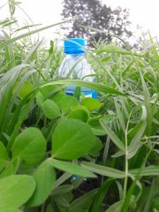 Barenbrug - mieszanka poplonowa BG-13 Milkway Poplon