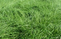 Barenbrug - Miszanka BG-7 Milkway Water NUTRIFIBRE