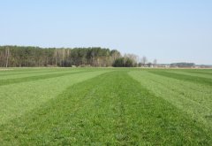 Barenbrug - Użytek zielony po wiosennym włókowaniu.