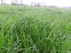 Barenbrug - Widocznie odświeżona ruń wolna Od chwastów  DOWIEDZ SIĘ WIĘCEJ NA http://www.grassintogold.pl/