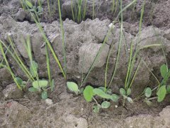 BG-13 Milkway Poplon