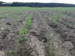 BG-13 Milkway Poplon