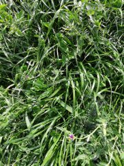 BG-13 Milkway Poplon