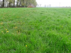 GRASS INTO GOLD  Barenbrug - Widoczna różnica Na użytku zielonym pomiędzy kontrolą (po lewej), A odchwaszczoną oraz podsianą częścią kwatery (po prawej). WIĘCEJ NA http://www.grassintogold.pl/