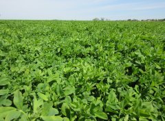 Lucerna Barenbrug w majowym słońcu